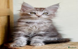 Maine Coon cats for sale: Beautiful pure bread maine coon kittens  - Image 24