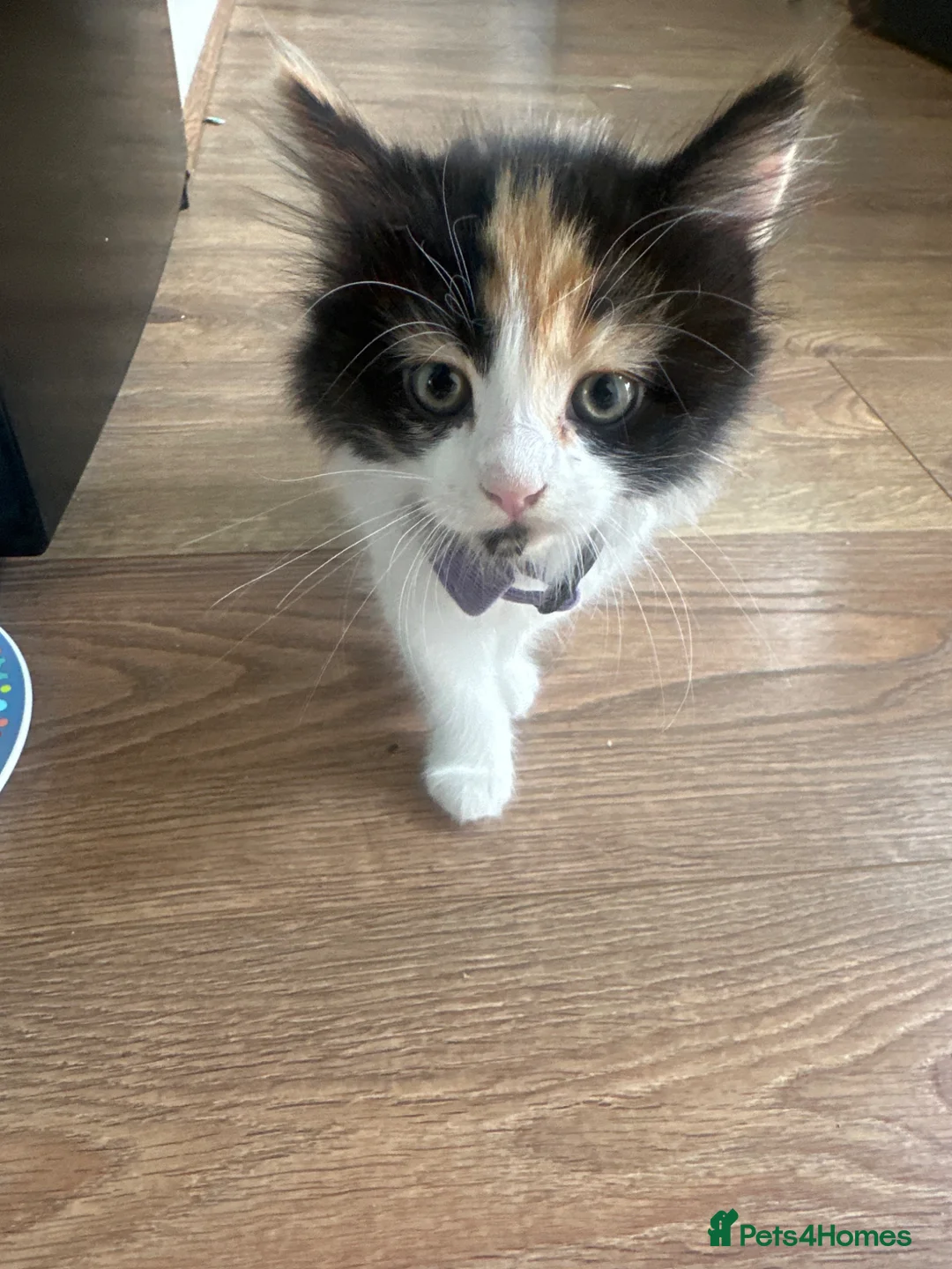 Mixed Breed cats for sale: Beautiful 8week old kittens  - Advert 2
