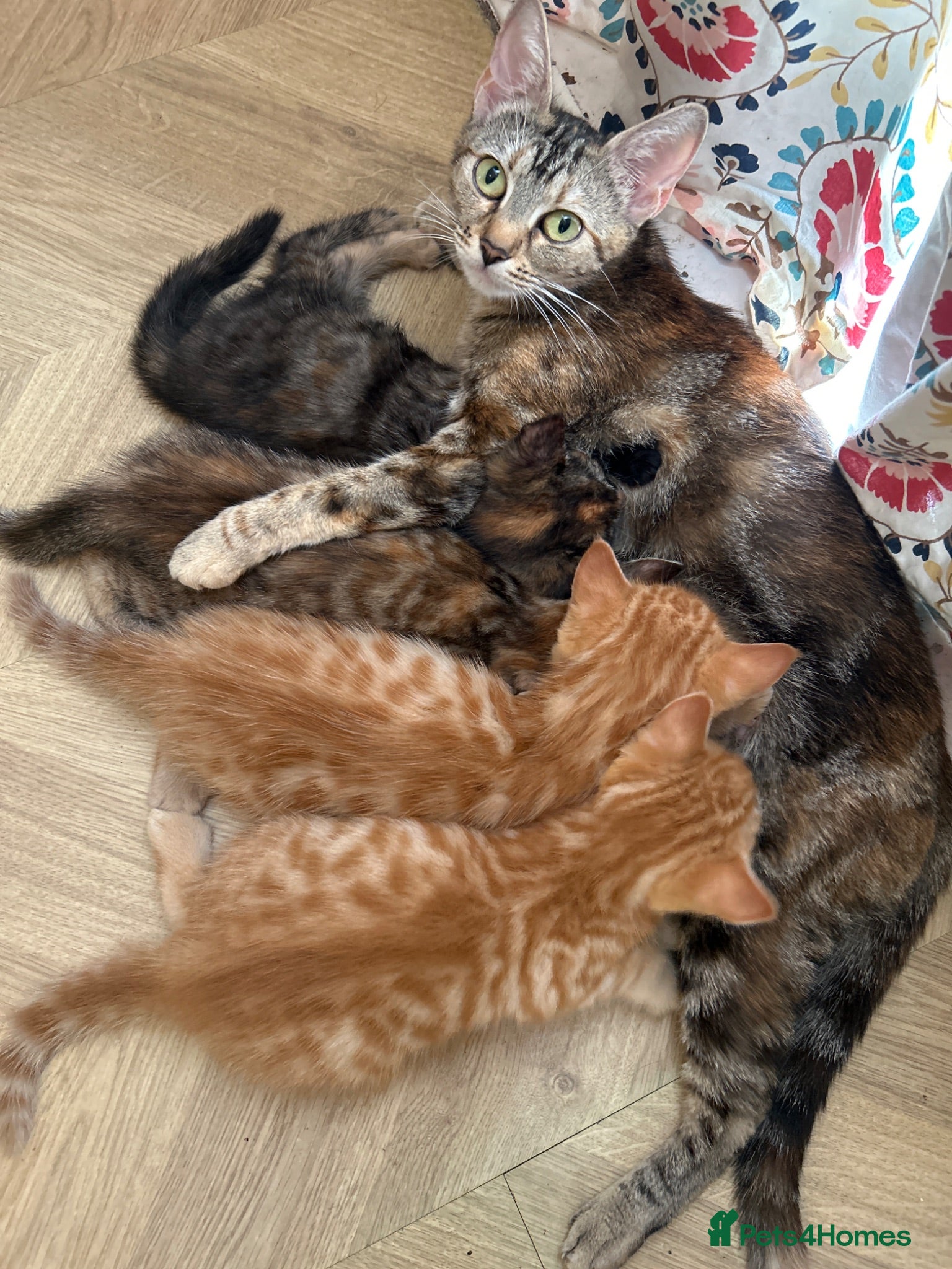 British Shorthair cats 4 loving, playful BSH kittens for sale in Leeds.  - Advert 1