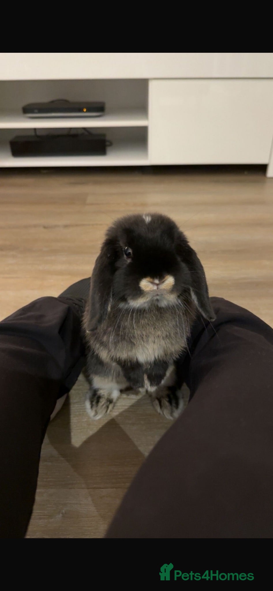 Mini Lop rabbits Black Mini Lop 10 months old  - Advert 4