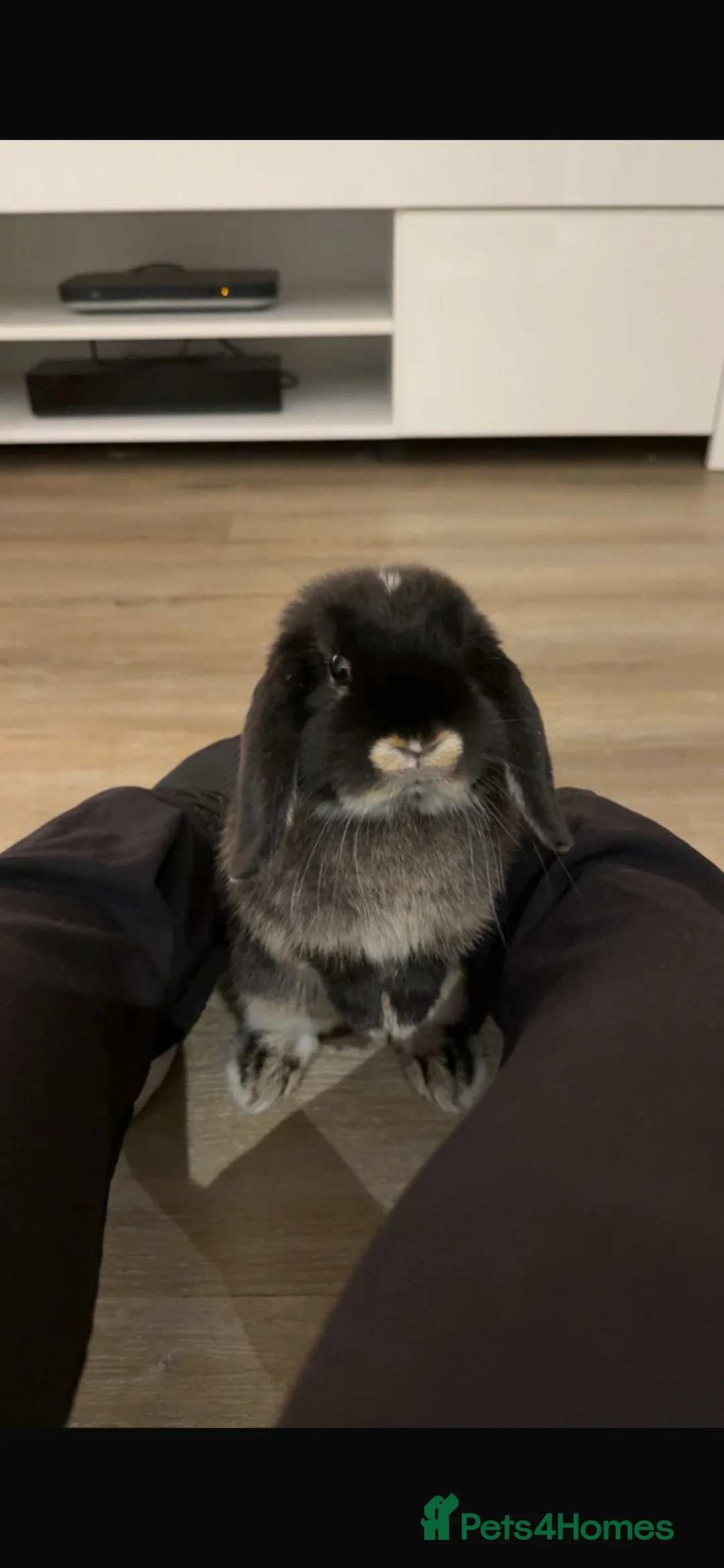 Mini Lop rabbits for sale: Black Mini Lop 10 months old  - Advert 1
