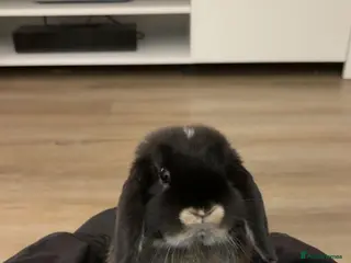 Mini Lop rabbits Black Mini Lop 10 months old - Advert 1