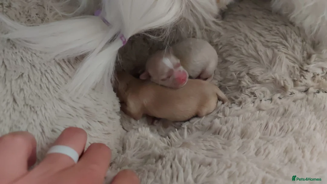 Toy Poodle dogs for stud: Stunning KC None fading Chocolate Phantom stud in Rickmansworth - Advert 22