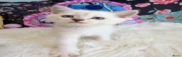 Scottish Fold cats for sale: 🐾 Stunning Scottish kitties 🐾 - Advert 27