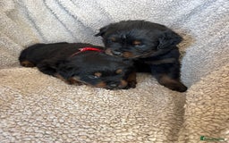 Rottweiler dogs for sale: Beautiful breed Rottweiler puppies  - Image 4