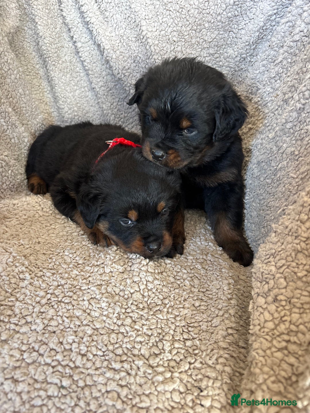 Rottweiler dogs for sale: Beautiful breed Rottweiler puppies  - Image 4