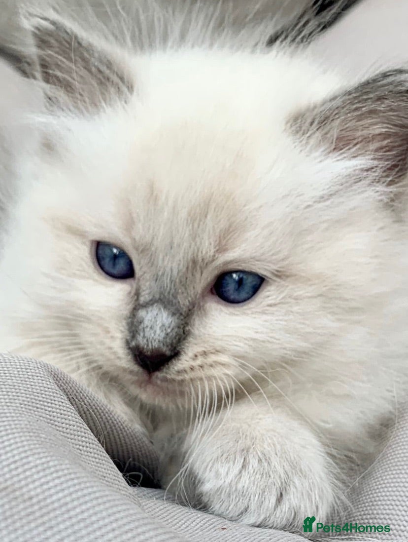 Ragdoll cats Ragdoll kittens Ready next weekend🥰 - Advert 1