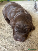 Cockapoo dogs - Advert 8