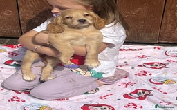Cocker Spaniel dogs for sale: Beautiful cocker spaniel puppies  - Image 15