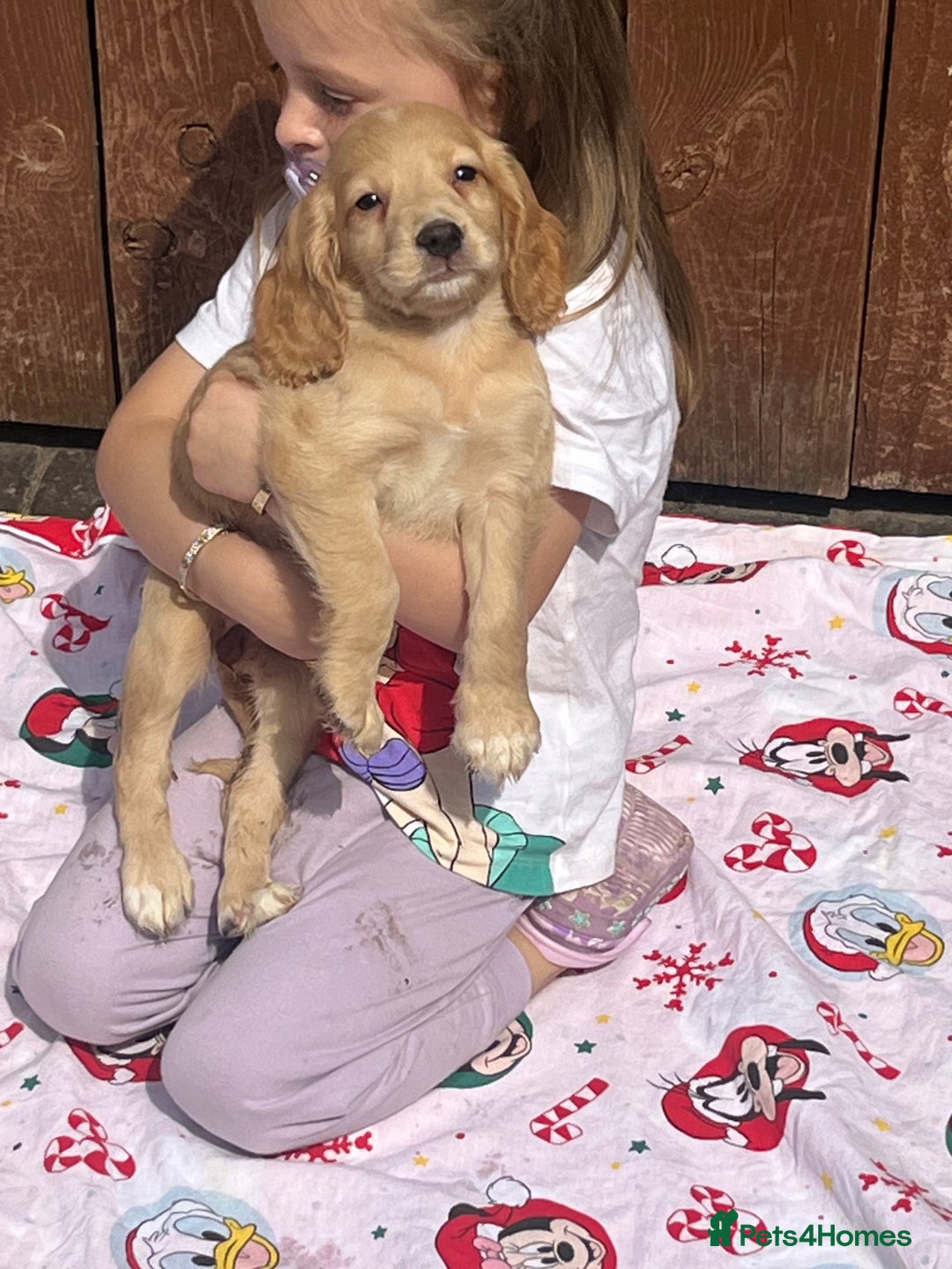 Cocker Spaniel dogs for sale: Beautiful cocker spaniel puppies  - Image 15