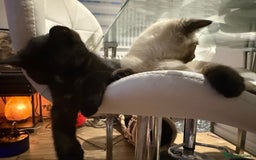 British Shorthair cats for sale: Full BSH kittens 13 weeks GCCF Parents. One gone!  - Image 24