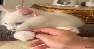 Mixed Breed cats - Advert 3