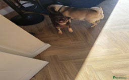 Pug dogs for sale: Chocolate and tan 6 month old female 💗 - Image 6