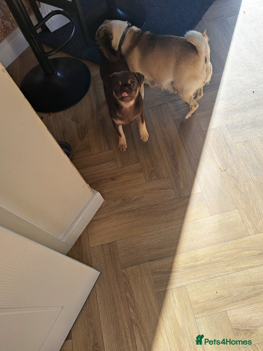 Pug dogs for sale: Chocolate and tan 6 month old female 💗 - Image 6