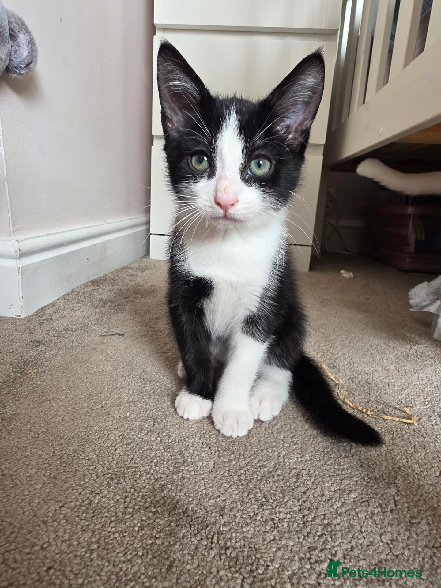 Mixed Breed cats Gorgeous male kitten looking for his forever home - Advert 3