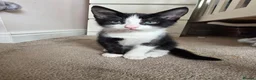 Mixed Breed cats for sale: Gorgeous male kitten looking for his forever home in Leeds - Advert 1