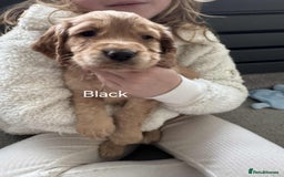 Cocker Spaniel dogs for sale: Working Cocker Spaniel Puppies for Sale - Image 25