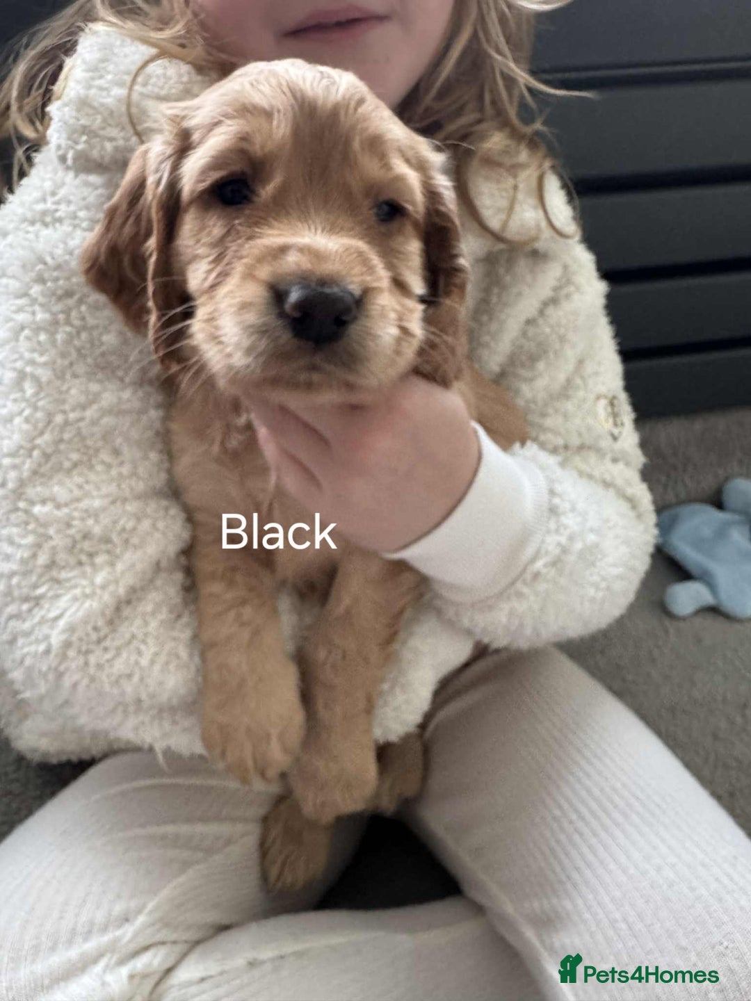 Cocker Spaniel dogs for sale: Working Cocker Spaniel Puppies for Sale - Image 25