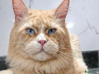 Maine Coon cats Maine coon boy for stud - Advert 7