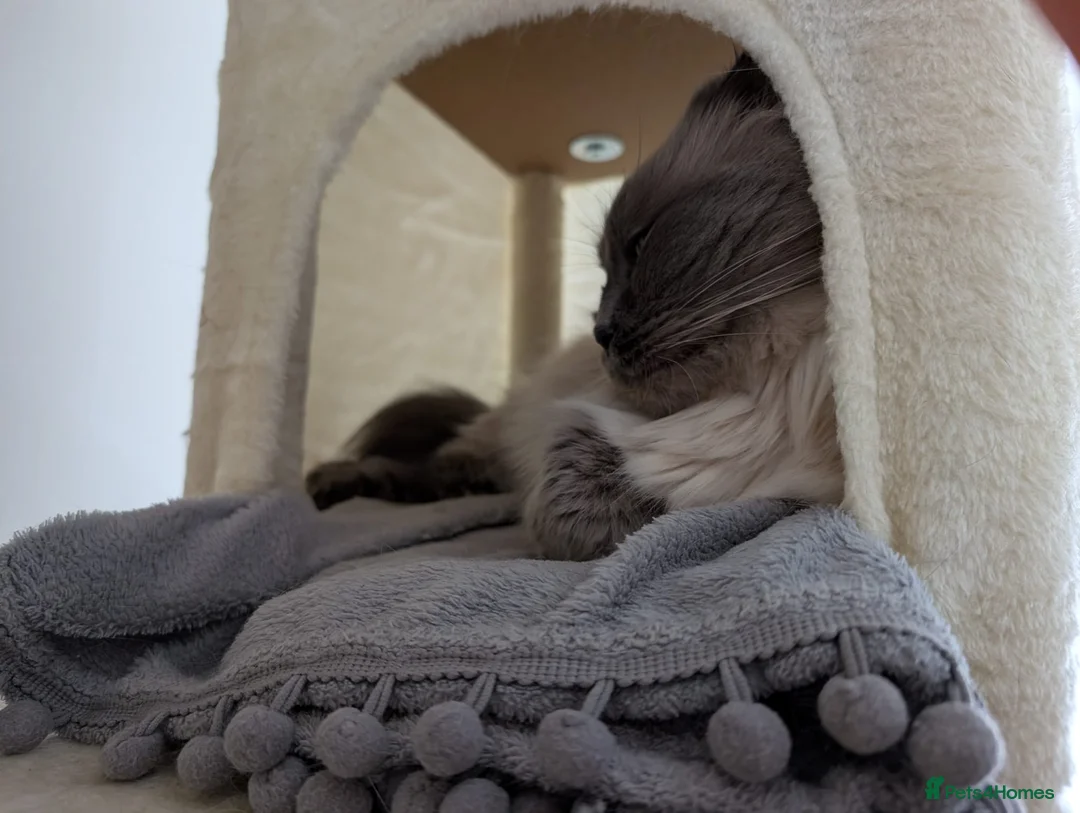 Ragdoll cats for sale: Ragdoll Male for Sale  - Advert 10