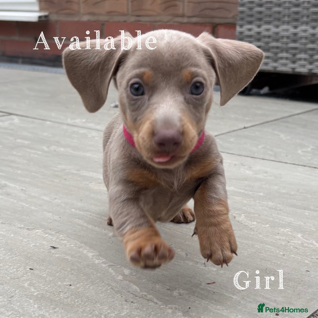 Miniature Dachshund dogs for sale: Isabella & tan miniature smoothcoat daschunds - Image 11