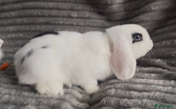 Mini Lop rabbits - Advert 11