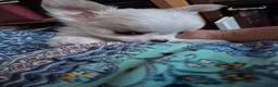 Chihuahua dogs for sale: Stunning Long-Haired Chihuahua Puppies in Guildford - Advert 35