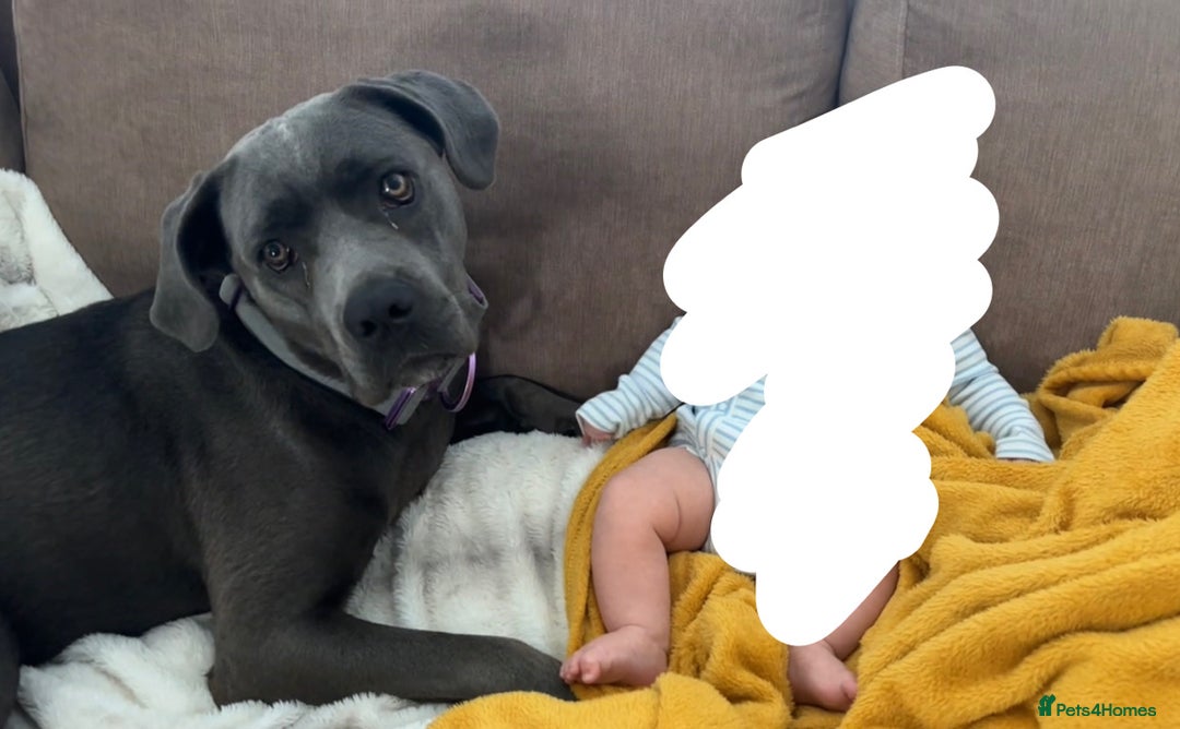 Cane Corso dogs for sale: Blue cane corso - Image 5