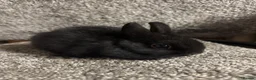 Netherland Dwarf rabbits for sale: Netherland dwarf babies - Advert 2
