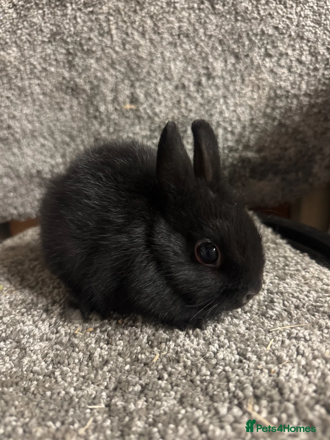 Netherland Dwarf rabbits for sale: Netherland dwarf babies - Advert 2