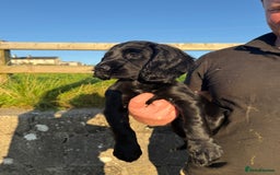 Cocker Spaniel dogs for sale: 3 Lovely female Working Cocker Spaniels for sale  - Image 3