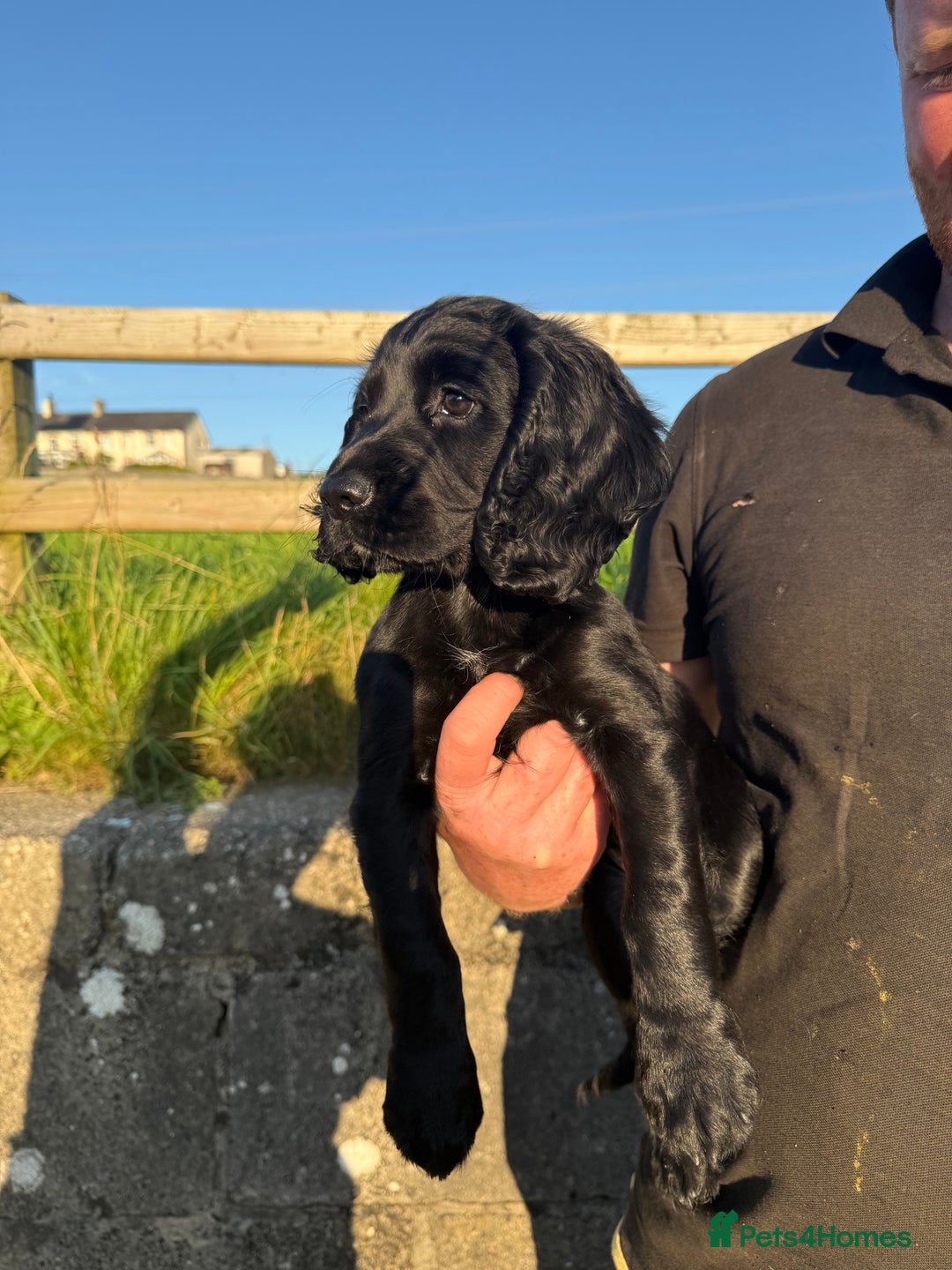 Cocker Spaniel dogs for sale: 3 Lovely female Working Cocker Spaniels for sale  - Image 3