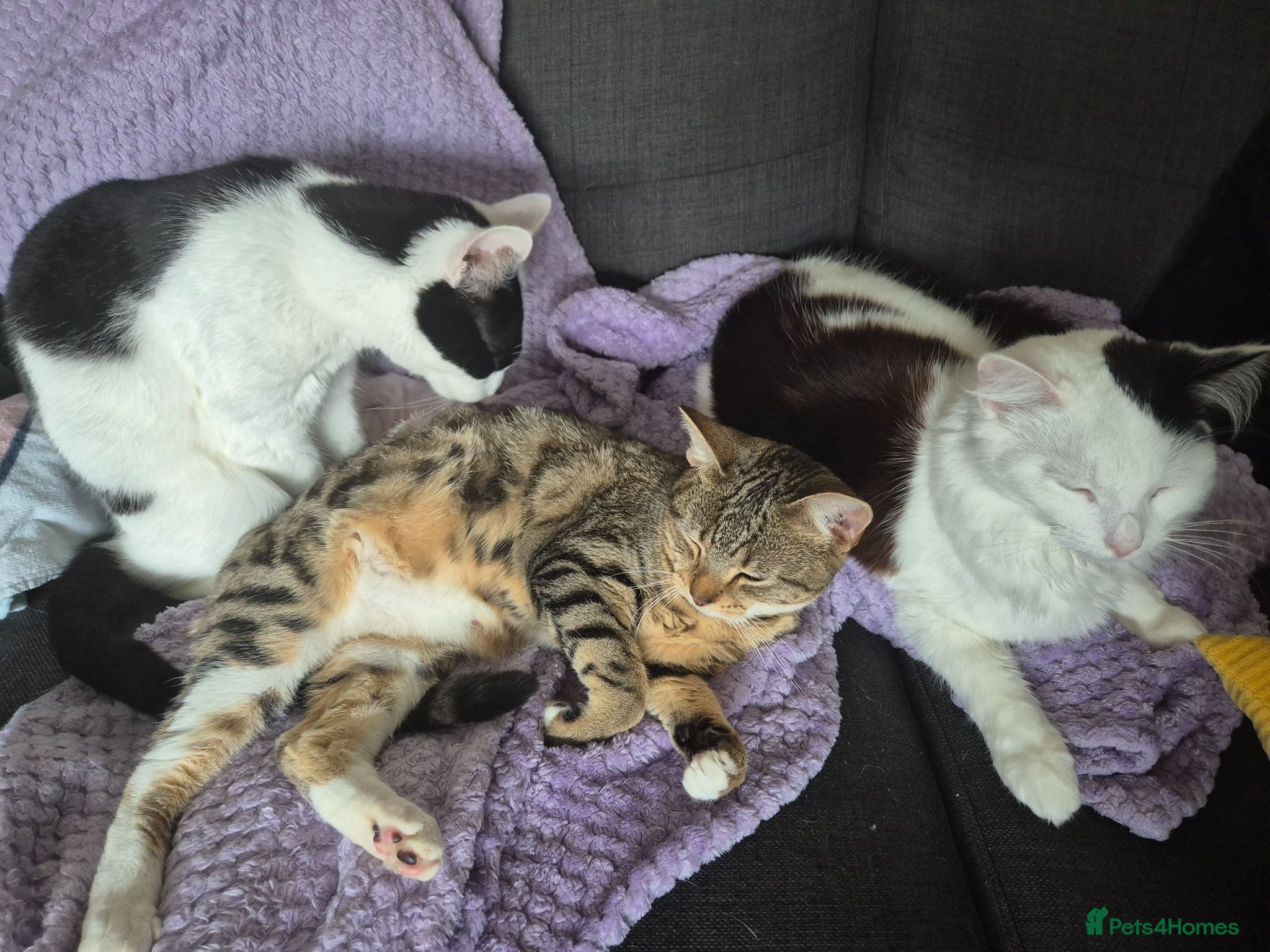 Mixed Breed cats 3 beautiful cats for rehoming - Advert 3