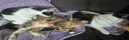 Mixed Breed cats for sale: 3 beautiful cats for rehoming - Advert 1