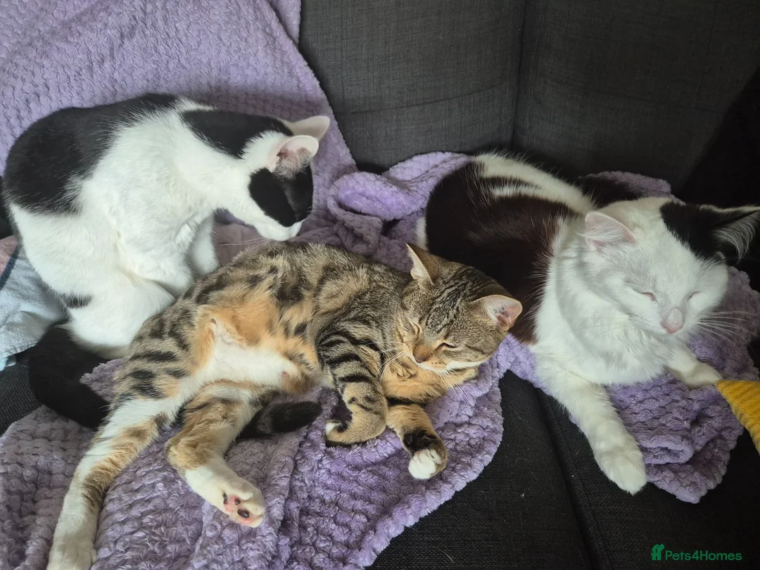 Mixed Breed cats for sale: 3 beautiful cats for rehoming - Advert 1