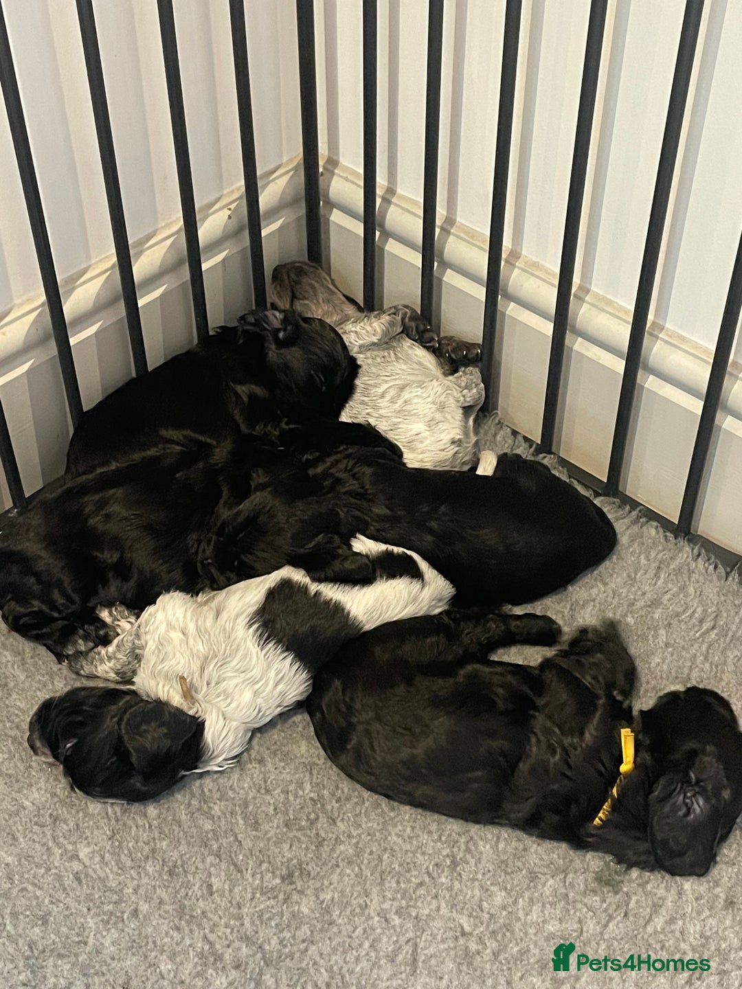 Cocker Spaniel dogs for sale: 2 working cocker puppies  - Advert 22