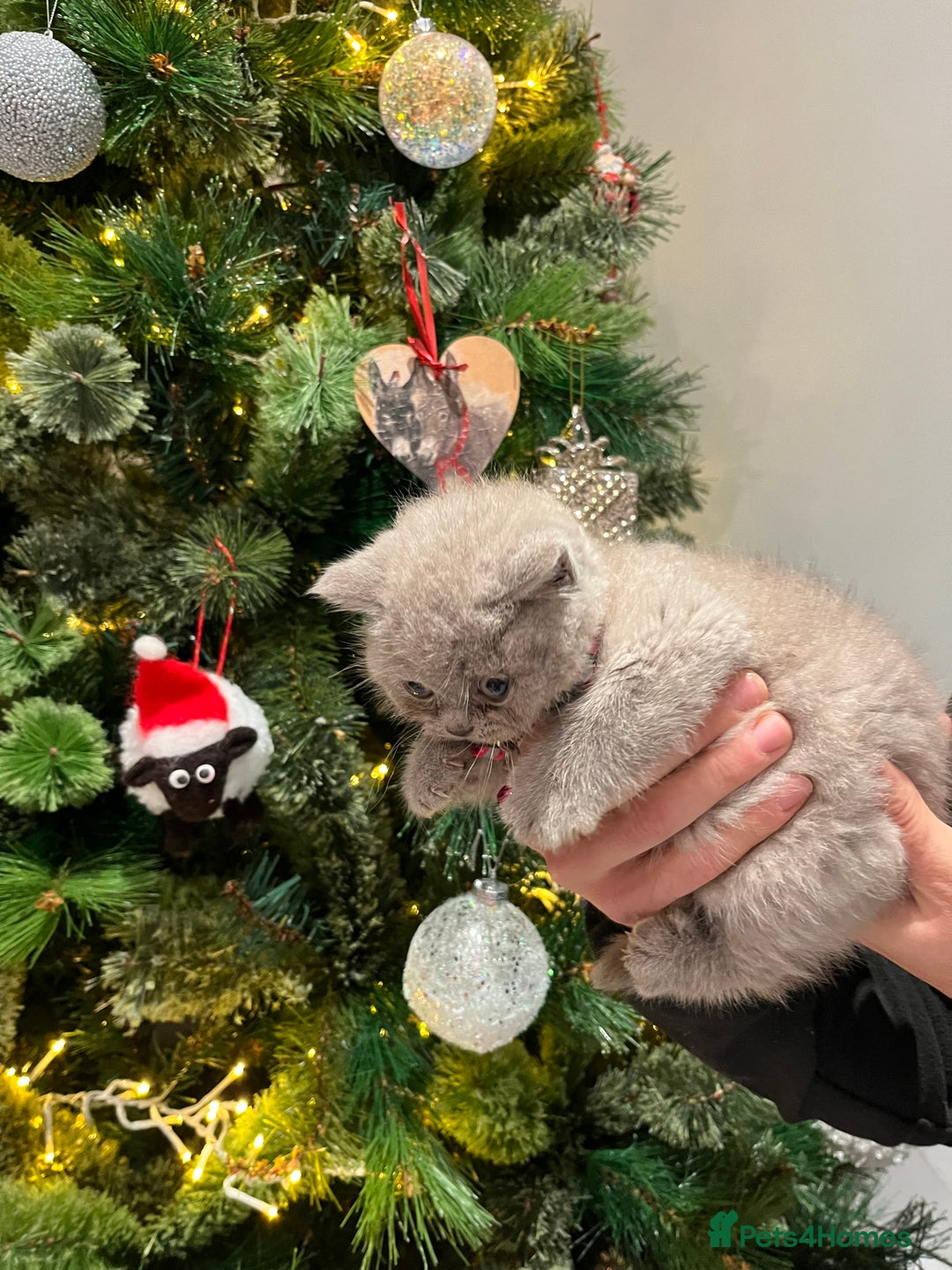 British Shorthair cats for sale: ⭐️ PURE BREED BRITISH SHORTHAIR KITTENS - Advert 8