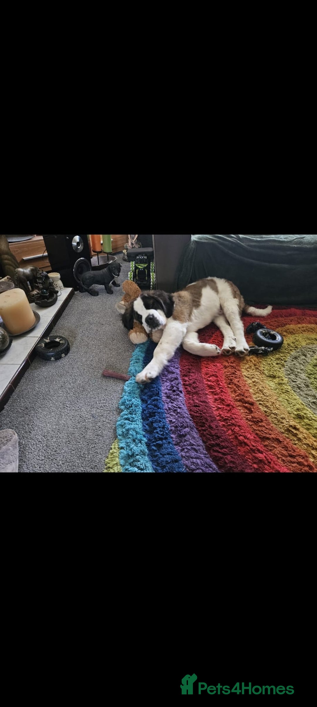 Saint Bernard dogs for sale: Henry  - Image 3