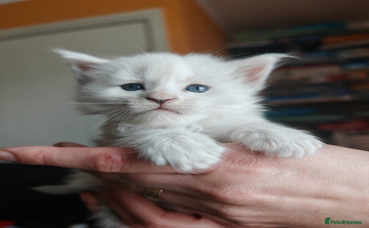 Maine Coon cats - Advert 1