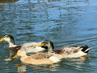 Ducks poultry Adult Silver Appleyard Ducks - Advert 1