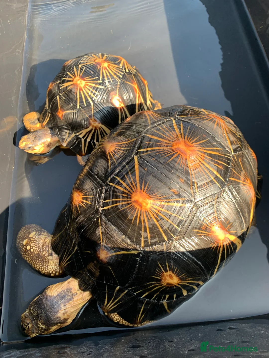 Tortoise reptiles for sale: Pair of Radiateds Tortoises - Advert 1