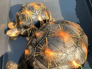 Tortoise reptiles Pair of Radiateds Tortoises - Advert 1