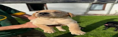 Labrador Retriever 5