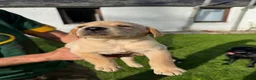 Labrador Retriever dogs for sale: Labradors for sale  in Newtonmore - Advert 3