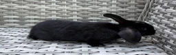 Mini Lop rabbits for sale: Pure bred mini lops - Advert 13
