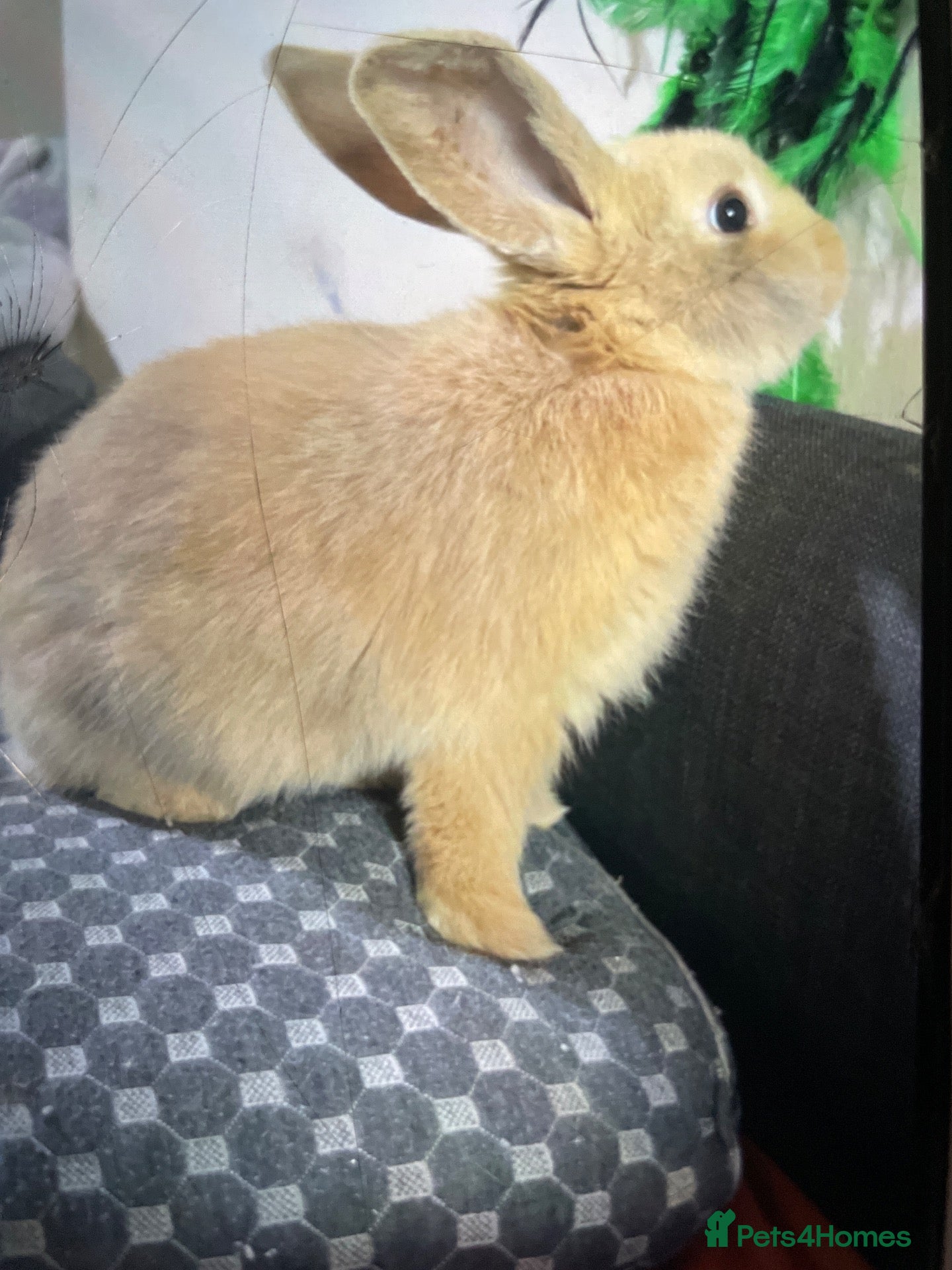 Mini Lop rabbits Female rabbit - Advert 2