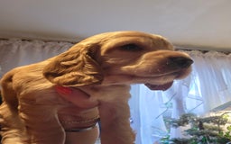 Cocker Spaniel dogs for sale: Beautiful and sweet puppy😊 - Image 21
