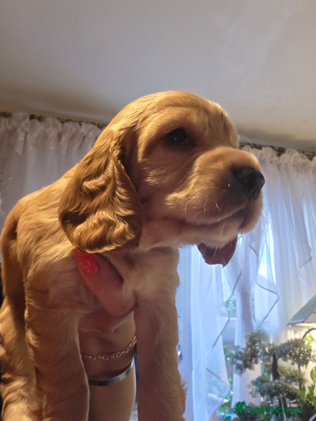 Cocker Spaniel dogs for sale: Beautiful and sweet puppy😊 - Image 21