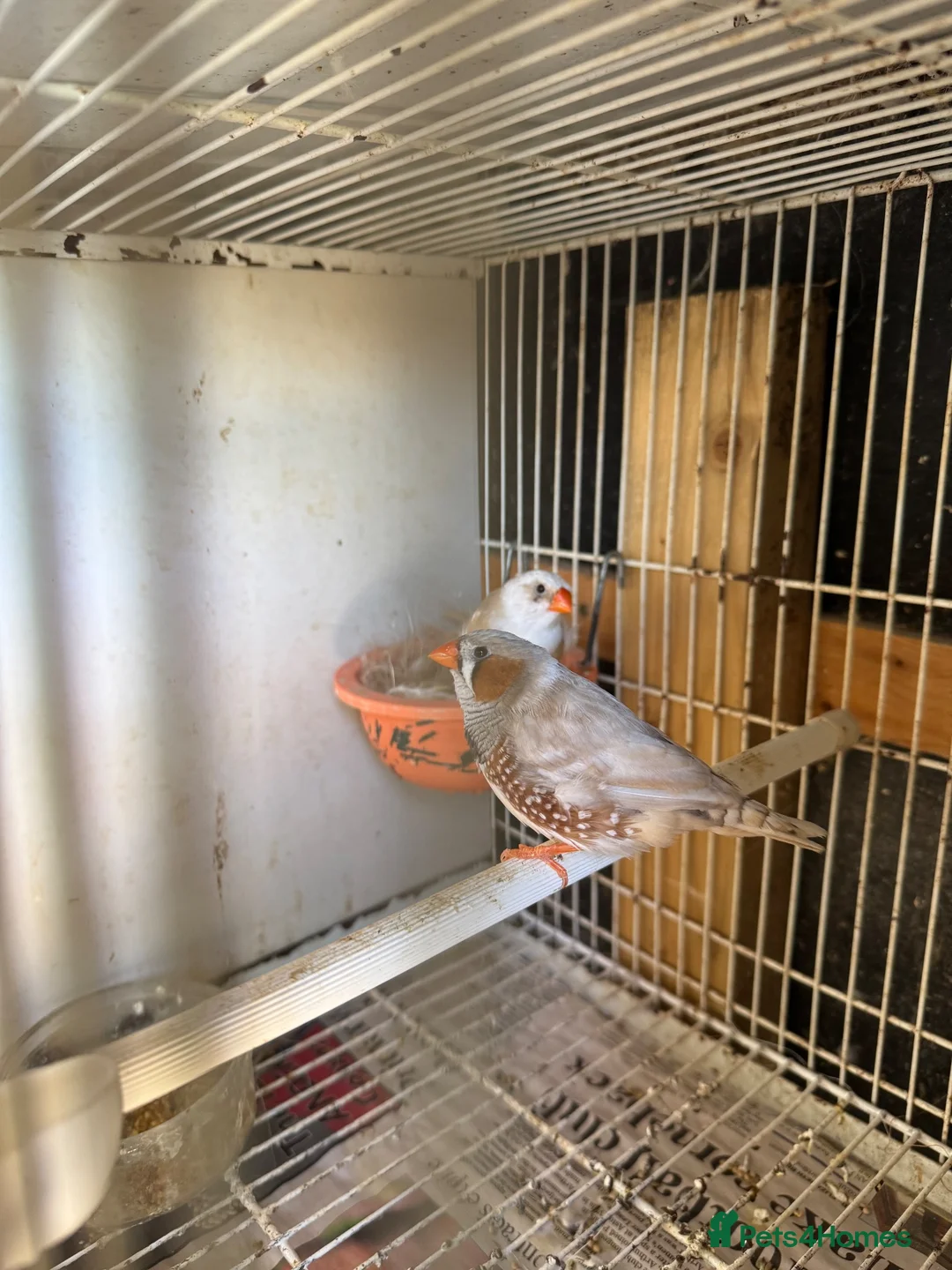 Finches birds for sale: Finches and canary for sale  - Advert 2