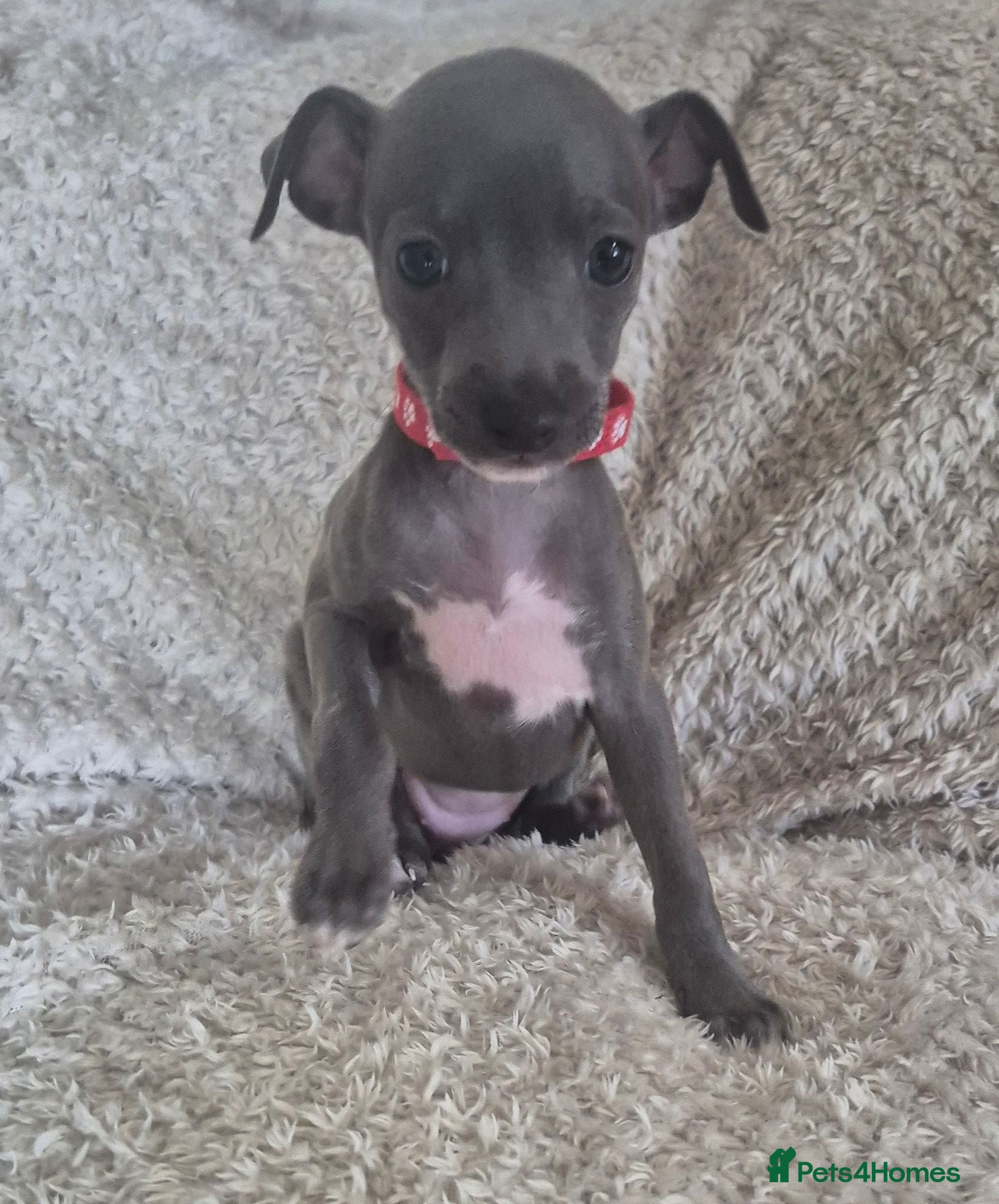 Italian Greyhound dogs Last little girl...KC Reg  - Advert 1